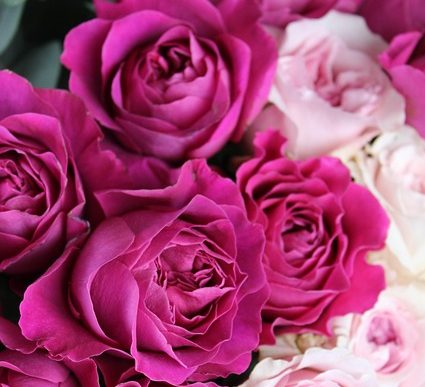 Fuschia and Pink Roses In Full Bloom